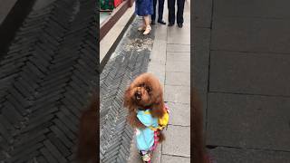 This dog walks like a human shortsvideo [upl. by Ly896]