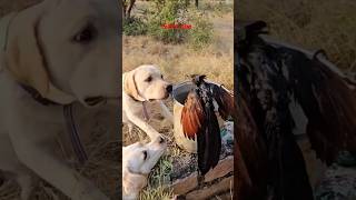 Kaalu Or Roxi  Akele Kaise Bachau  birds bird animalsneedpeople labrador streetdog shorts [upl. by Fairman477]