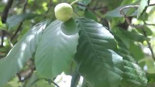 Elephant Apple Tree katmon Plant Dillenia Philippinensis Rolfe [upl. by Eendyc]