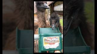 Emus Do Da Dip birdlovers [upl. by Earezed]