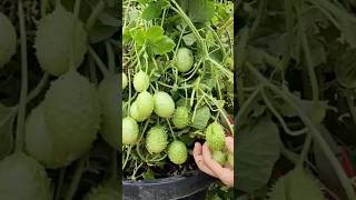 Harvesting Spiny Cucumbers Picking Yellow Bell Peppers enjoy fruitlife fruit fruitspread [upl. by Hartmann]