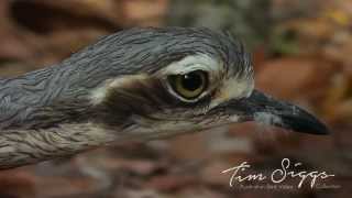 Bush Stone Curlew  Burhinus grallarius  HD Video Clip 1 Australian Bird Media [upl. by Friede]