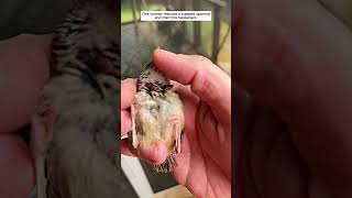 This woman rescued a trapped sparrow and then sparrow birds short [upl. by Karoline202]