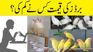 Pakistan Bird Market Factors Influencing Prices [upl. by Tteragram970]