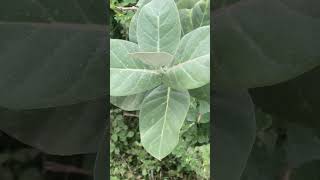 Calotropis  biology morphology  naturelove nature biology neetug aiims humanbody jee pw [upl. by Clarkson662]