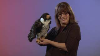 Folkmanis® Peregrine Falcon Puppet Demo [upl. by Oilerua]