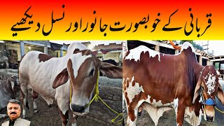 Mawshi Mandi 2024 Ring Road Maweshi Mandi Bakra Eid 2024Cattle Rates Update Cow Mandi Peshawar [upl. by Alamac]