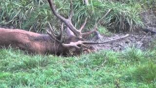 Fantastic Red Deer uncut [upl. by Lordan]