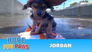 Brave little dog gets rescued from the river His recovery with Hope For Paws will inspire you dog [upl. by Navanod]