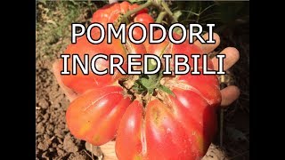 10 Trucchi per coltivare Pomodori Incredibili Potatura e Fertilizzazione [upl. by Nixon]