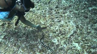 Banded Sea Krait Laticauda Colubrina  Alofi Niue [upl. by Peyton]