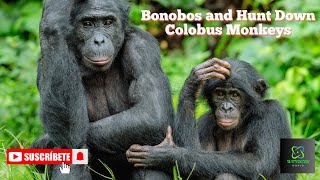 Bonobos and Hunt Down Colobus Monkeys  Queens  Wondersworld7 [upl. by Sidras]