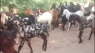 bakriyan aur😍 Bakra sath mein video🐐 [upl. by Wash]