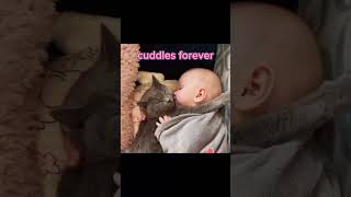 Baby and cat cuddle together cutealert cutecatvideos2024 cuteanimalshorts aww [upl. by Oakie]