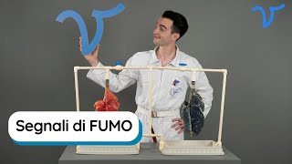 Fumo Come sono i polmoni di un fumatore Cosa c’è dentro una sigaretta Quali danni causa [upl. by Esilegna]