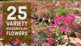 𝗕𝗼𝘂𝗴𝗮𝗶𝗻𝘃𝗶𝗹𝗹𝗲𝗮 𝗣𝗹𝗮𝗻𝘁  25 Varieties of Bougainvillea  25 different types of Bougainvillea [upl. by Yna]