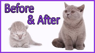 ✔️ Learn How Baby Kittens Grow 010 Weeks British Shorthair Lilac Kitten Compilation [upl. by Eehtomit]