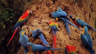 Documentary of Macaws parrots  Natural wild life jungle life of Large parrots [upl. by Teerell]