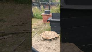 Tortoise Walking tortoise tortoisevideo shortsfeed zoo shorts viralreels [upl. by Assiroc]