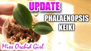 Phalaenopsis keiki update [upl. by Nuahsyar633]