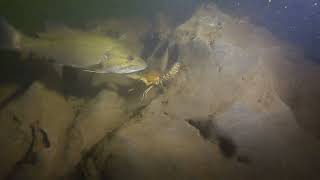 Crawdad vs Smallmouth [upl. by Kean]