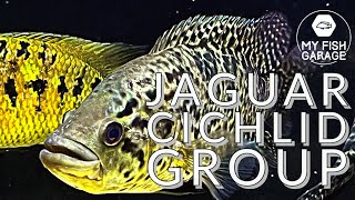 Jaguar cichlid group [upl. by Aenneea968]