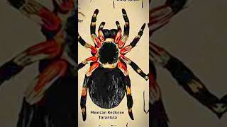 Types of spider  Part 6  Mexican Redknee Tarantula spider shorts [upl. by Heather]