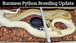 Burmese Pythons Breeding Update Look at them go [upl. by Eidnak]