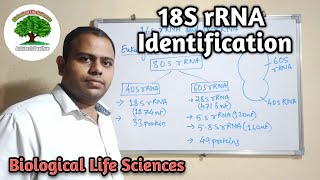 18S rRNA Identification [upl. by Allimac]