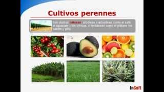 Software agricola AgroWin  Cultivos perennes [upl. by Marti]