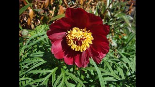 Пион4 Paeonia4 Garden flowers168 Декоративные растения [upl. by Cinimod]