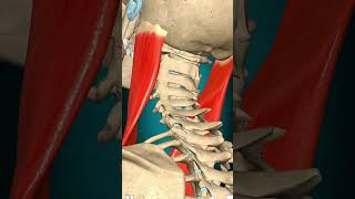 Sternocleidomastoid ActionSternocleidomastoid  ActionHead Extension Vertebral column Extension [upl. by Epul]