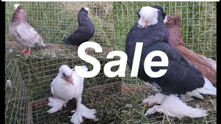 Pigeon Sale कबूतर सेल Kabutar sale bandipora kashmir Pigeon Kabutar Fancy [upl. by Gilberto]