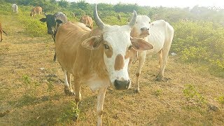 Cow Videos for Kids  Cow Video with Mooing Sound for Kids amp Parents [upl. by Aikahs]