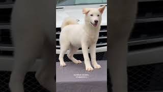 Rare White American Akita 85 Days Female Puppy 🐶 doglover pets puppyvideos [upl. by Nitz72]