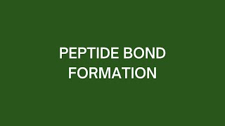 Peptide Bond Formation [upl. by Etnwahs]