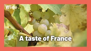 Making wine from grape to glass in Alsace France I WIDE [upl. by Vladimir]