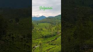 Breathtaking viewsvalparai teagarden nature hills hillstation shorts short youtubeshorts [upl. by Enneirb]