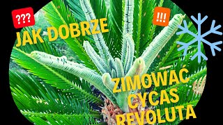 Jak dobrze przezimować Cycas Revoluta [upl. by Valda885]