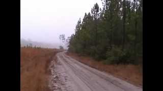 Flatwoods beagles running deer in Central Florida [upl. by Webb]