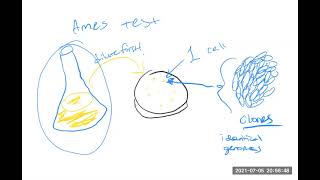 The Ames Test for Mutagenicity [upl. by Neerhtak]