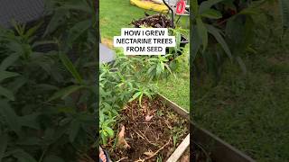 Growing nectarine trees from seed [upl. by Kersten]