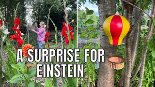 A SURPRISE FOR EINSTEIN  ALLOTMENT GARDENING UK [upl. by Neemsay]