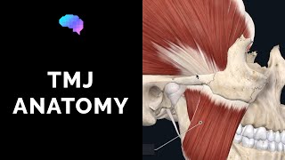 Temporomandibular Joint TMJ Anatomy  3D Anatomy Tutorial  UKMLA  CPSA [upl. by Ibrad187]