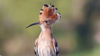 The Hoopoe Bird Israel’s Crowned Jewel [upl. by Aitsirt344]