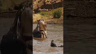 Crocodile 🐊 Hunting Wildebeest Kills the Victim shorts [upl. by Claudell]