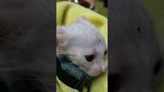 My persian snowbell cat socute catlover short [upl. by Farron]