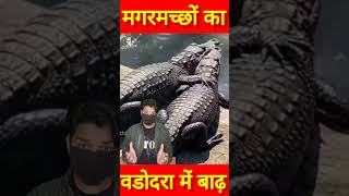 वडोदरा में बाढ़ के बीच दो मगरमच्छों का एक दूसरे को गले लगाने shorts crocodiles [upl. by Ynohtnaed]