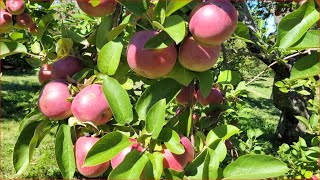 Applepicking  Cueillette de pommes  Verger  La Bonté de la Pomme  Oka  Orchard [upl. by Bullivant]