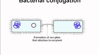 conjugation among bacteria [upl. by Attikin]